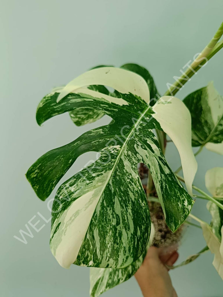 Monstera variegata albo