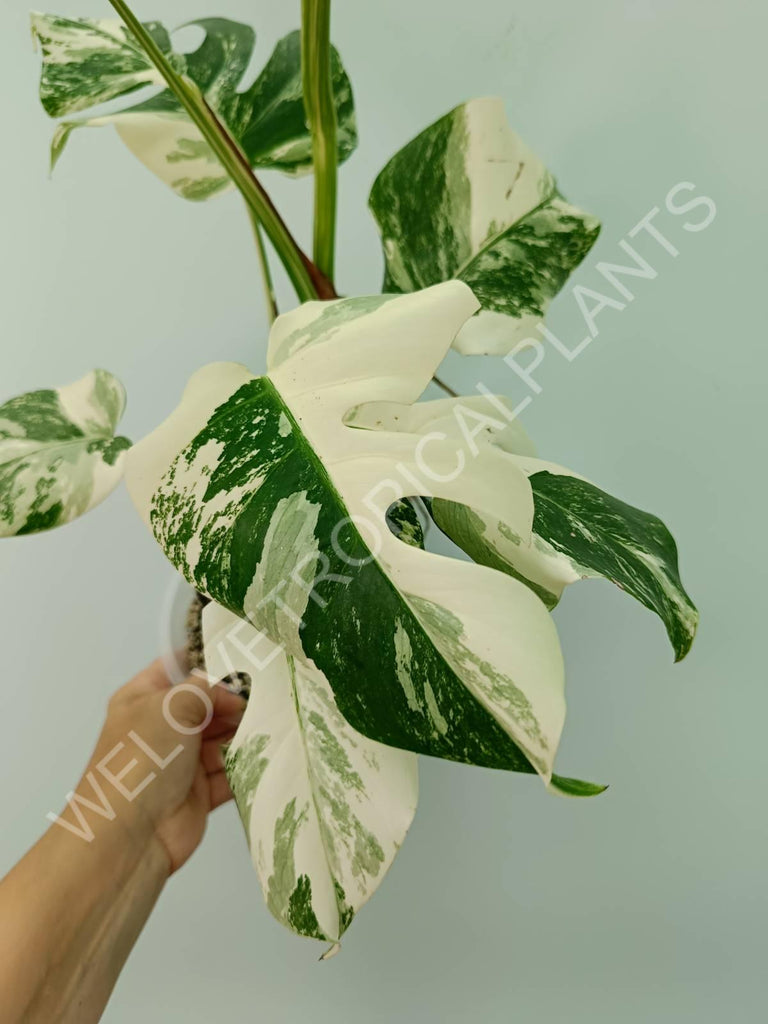 Monstera variegata albo