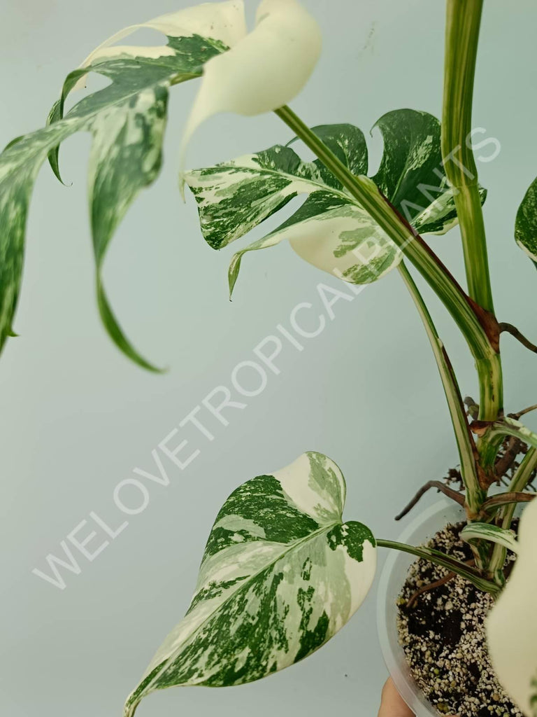 Monstera variegata albo