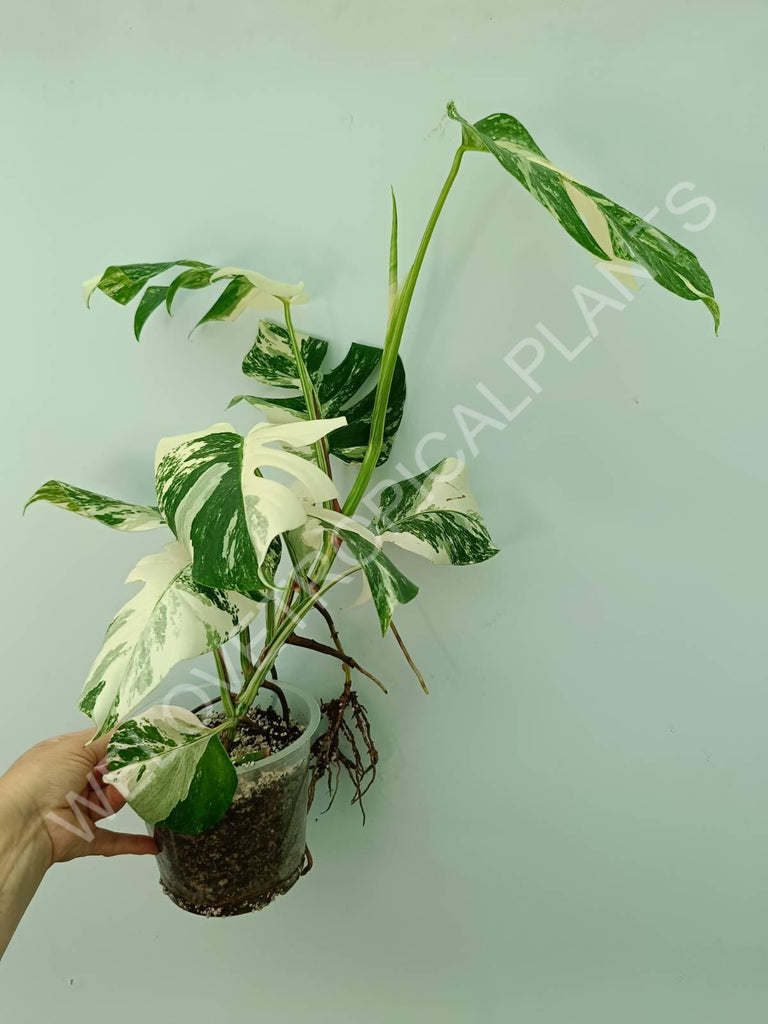 Monstera variegata albo