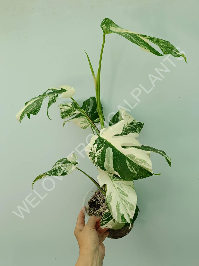 Monstera variegata albo