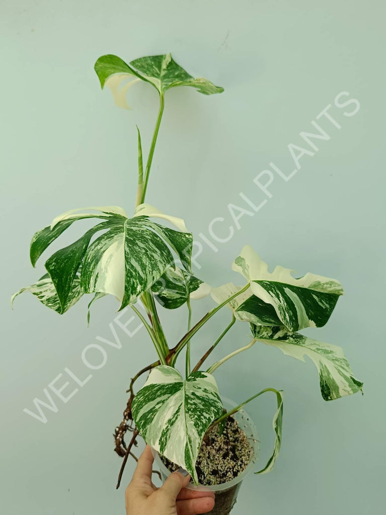 Monstera variegata albo