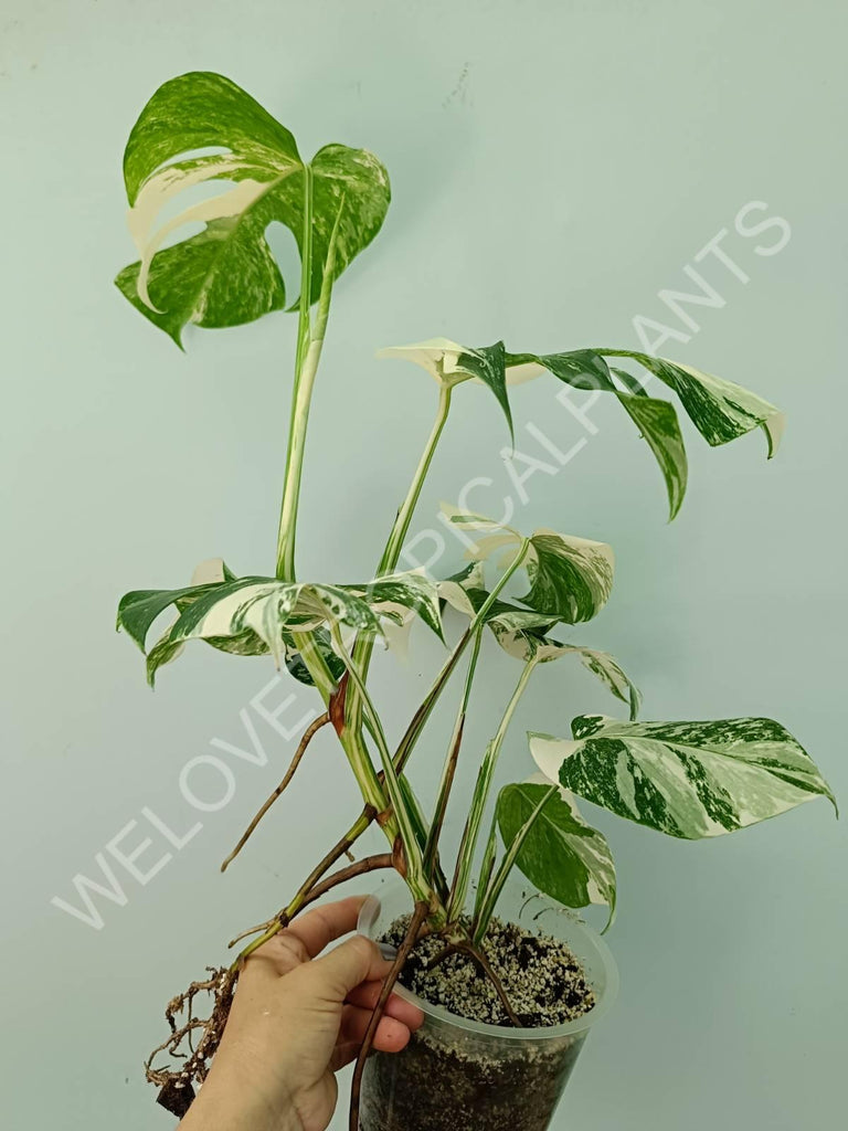 Monstera variegata albo