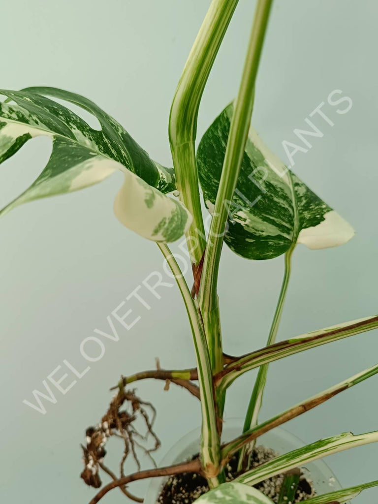 Monstera variegata albo