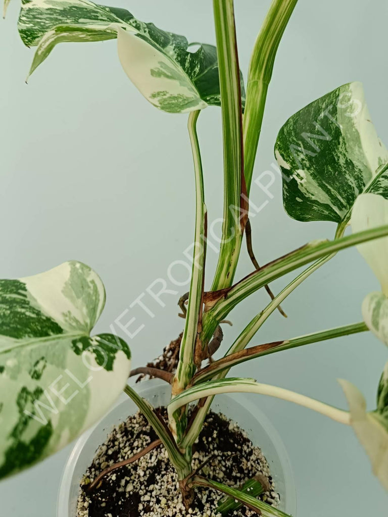 Monstera variegata albo