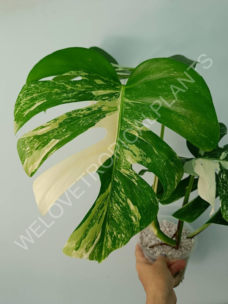 Monstera variegata albo