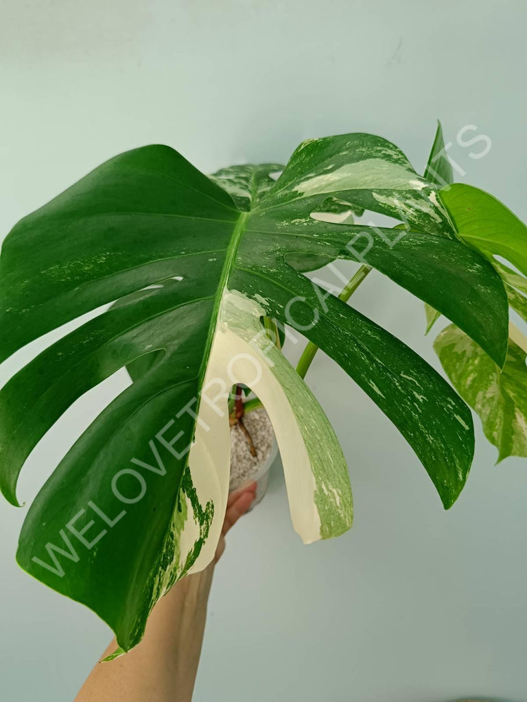 Monstera variegata albo