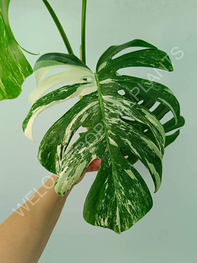 Monstera variegata albo