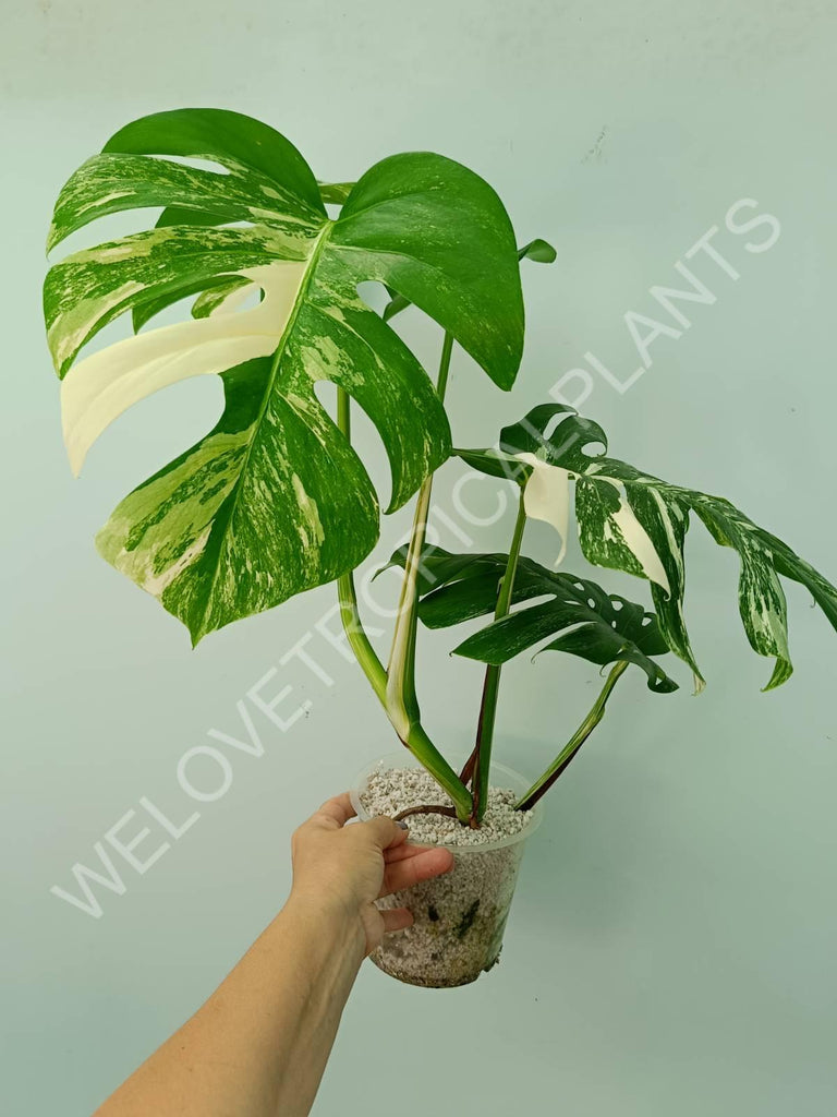 Monstera variegata albo