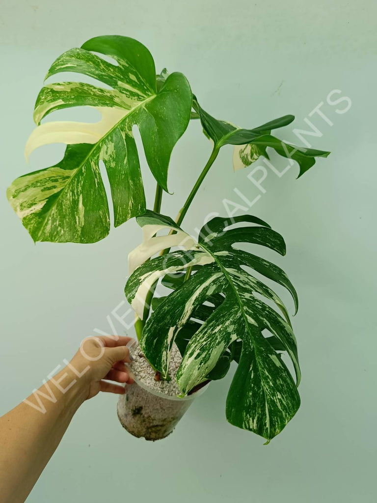 Monstera variegata albo