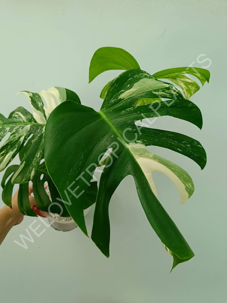 Monstera variegata albo