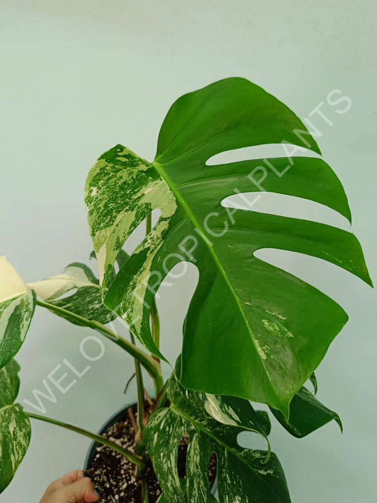 Monstera variegata albo