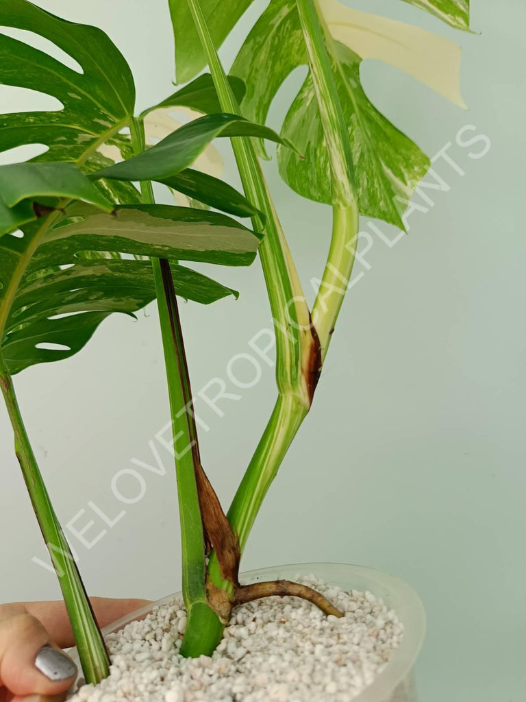 Monstera variegata albo