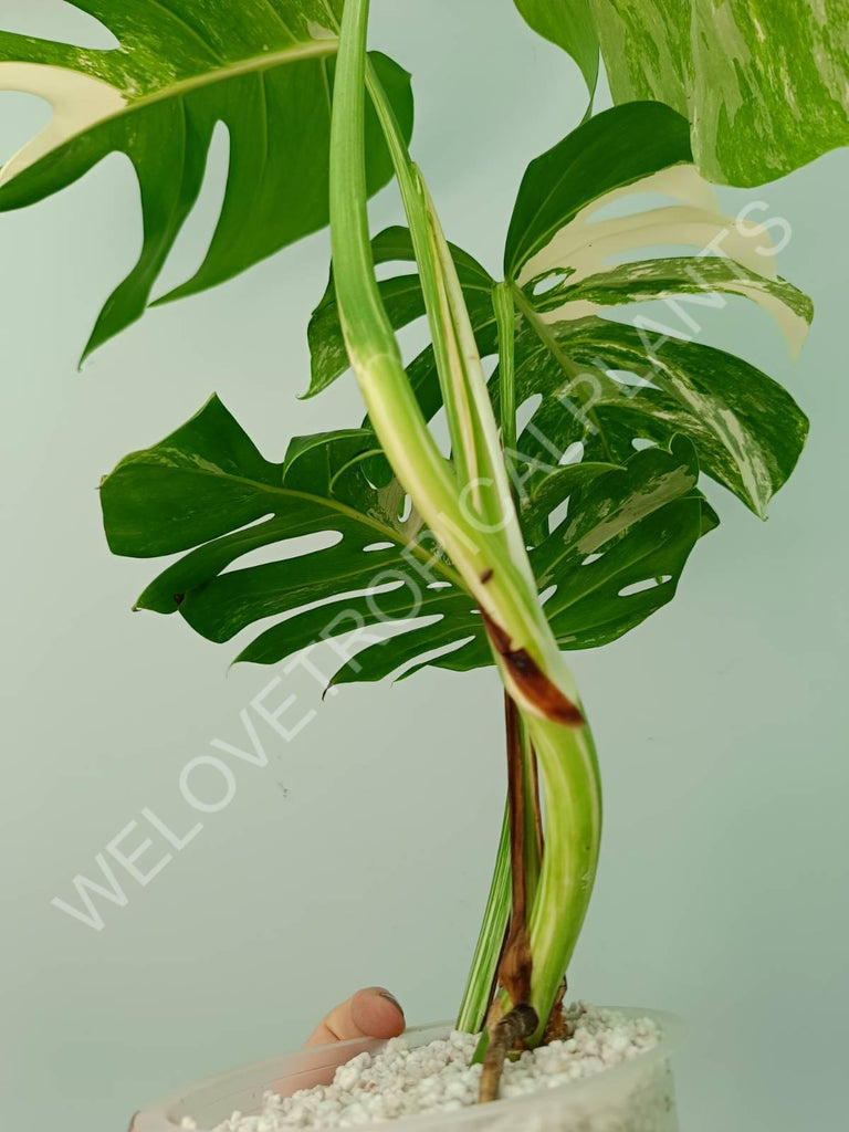 Monstera variegata albo