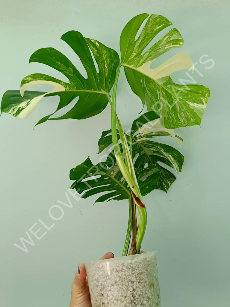 Monstera variegata albo