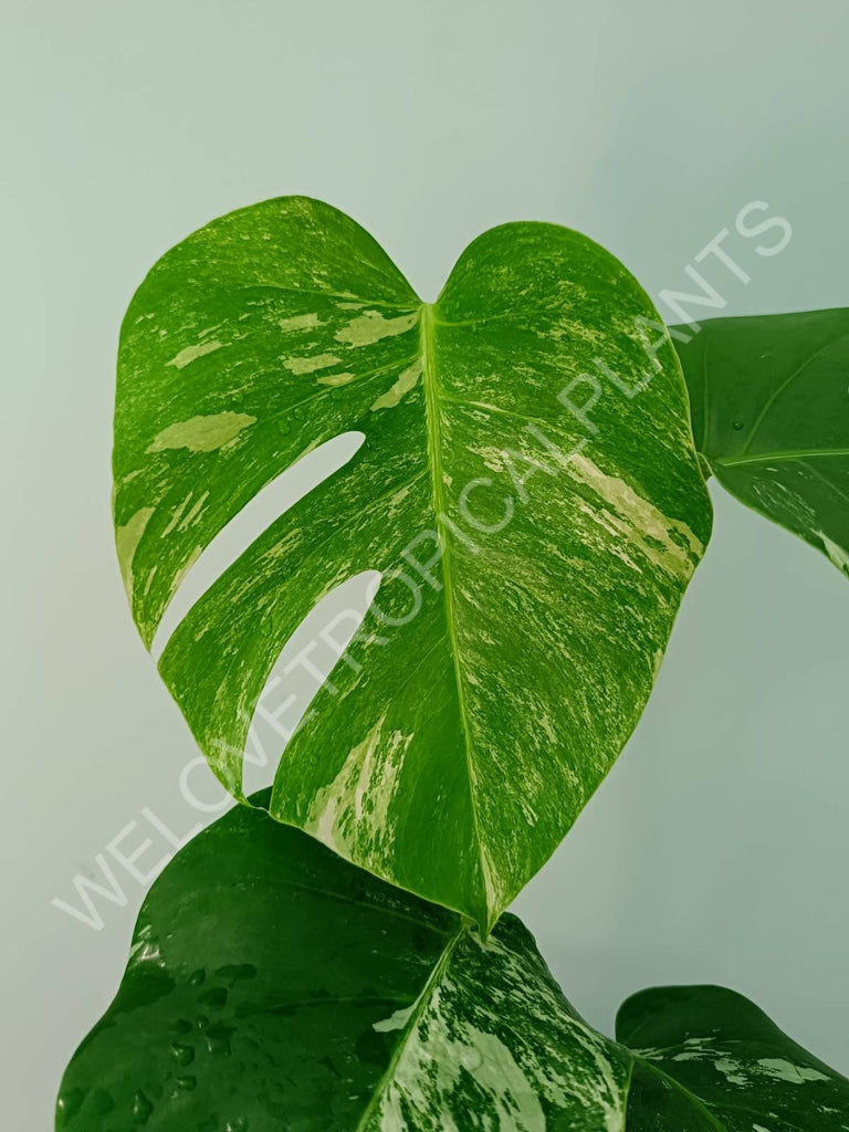 Monstera variegata albo