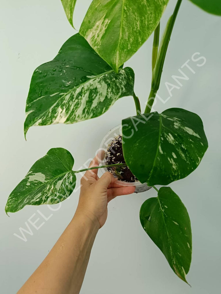 Monstera variegata albo