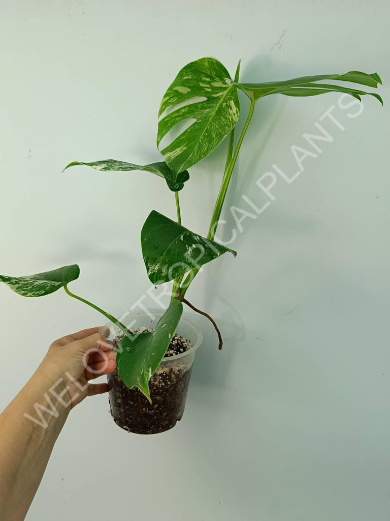 Monstera variegata albo