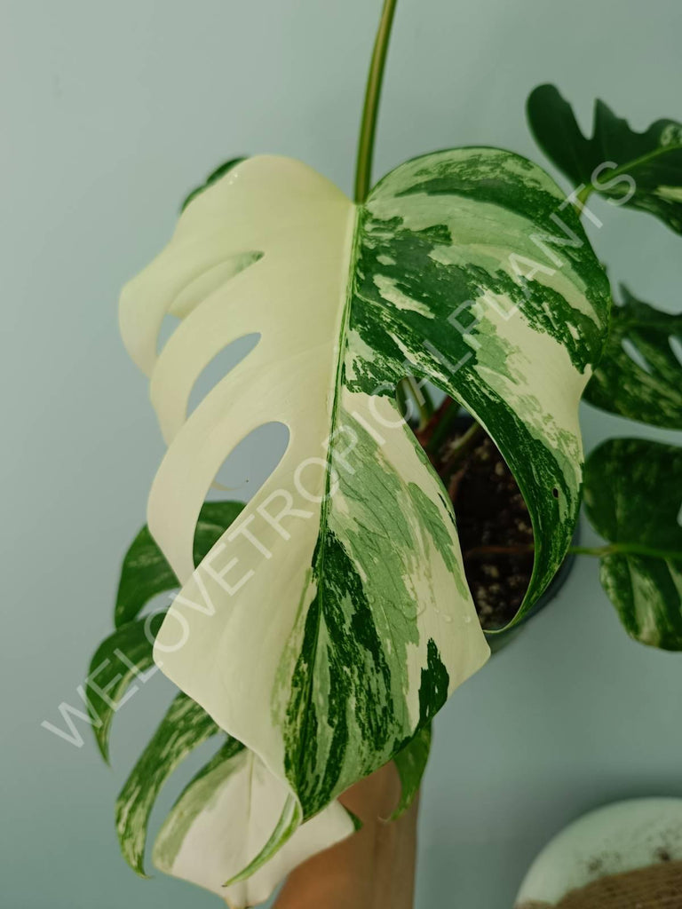 Monstera variegata albo