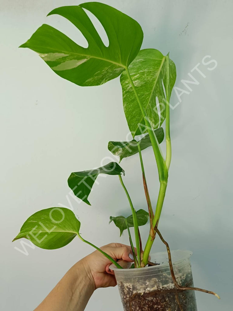 Monstera variegata albo