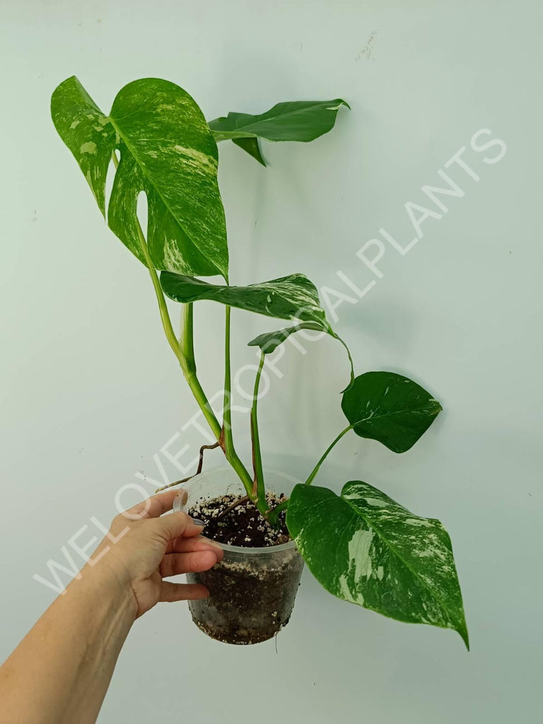 Monstera variegata albo