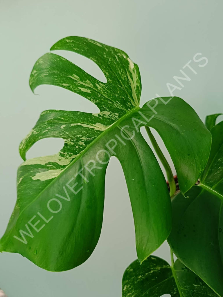 Monstera variegata albo