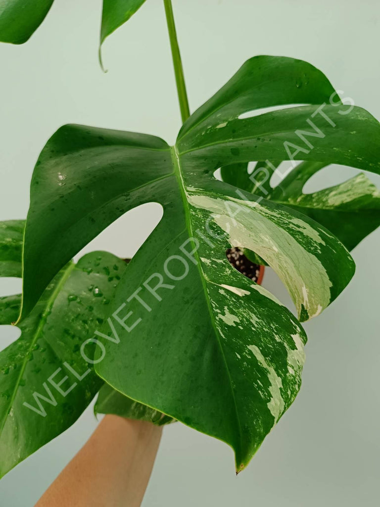 Monstera variegata albo