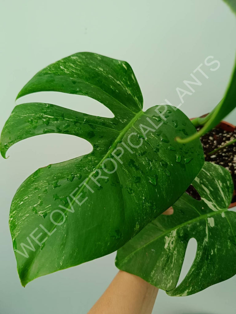 Monstera variegata albo