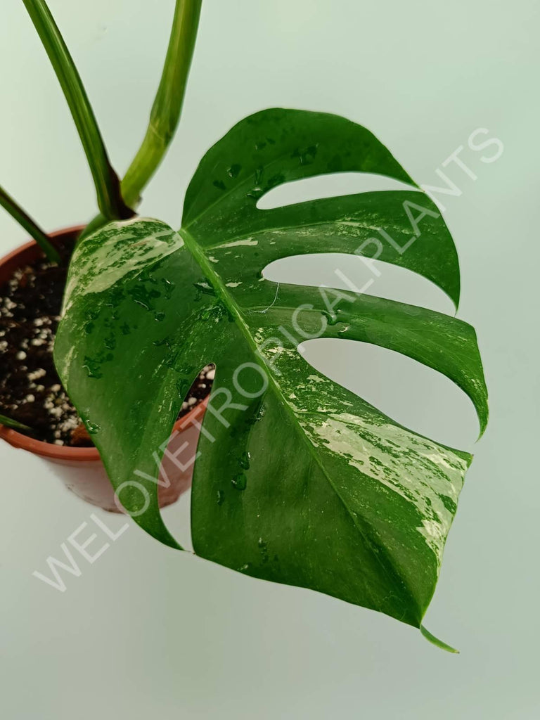 Monstera variegata albo