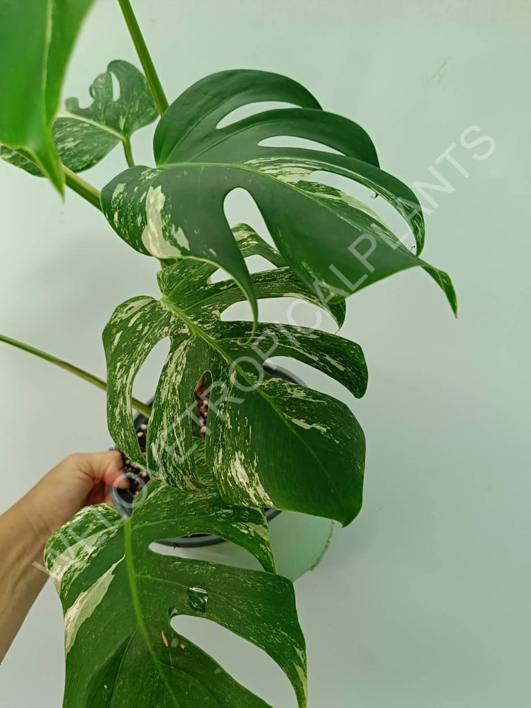 Monstera variegata albo