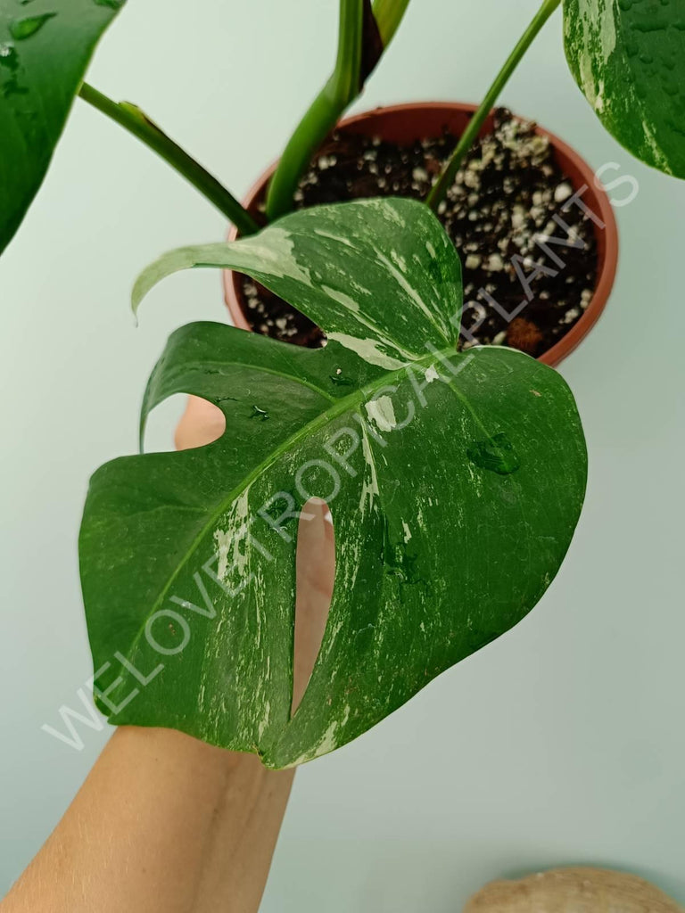 Monstera variegata albo