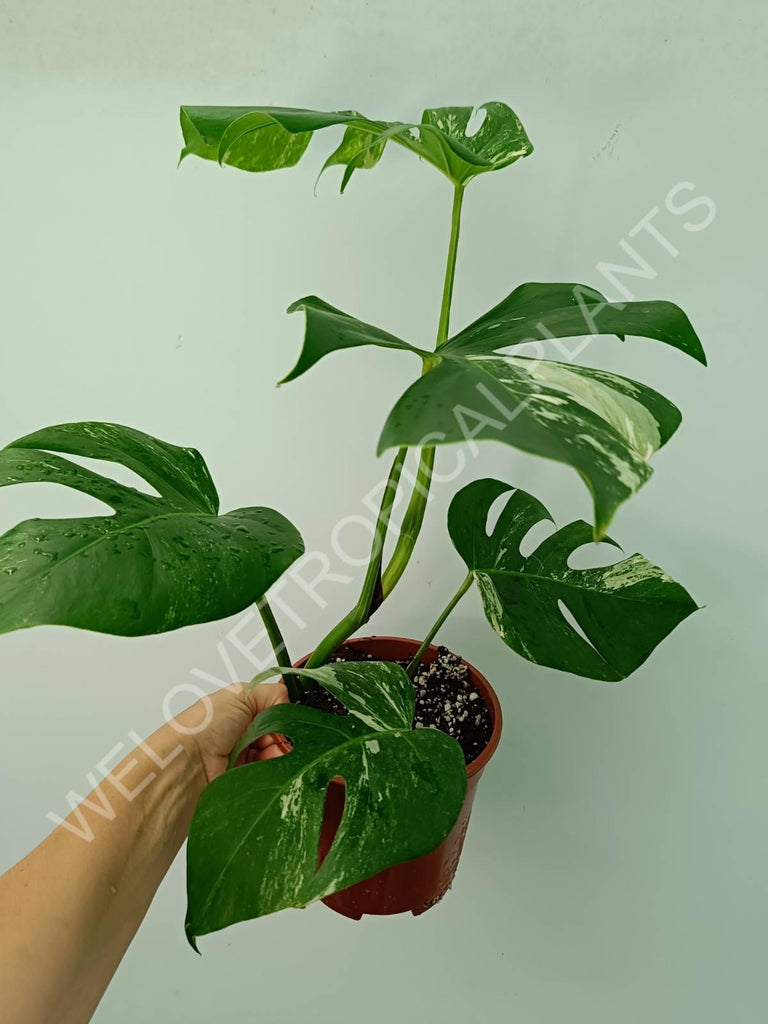 Monstera variegata albo