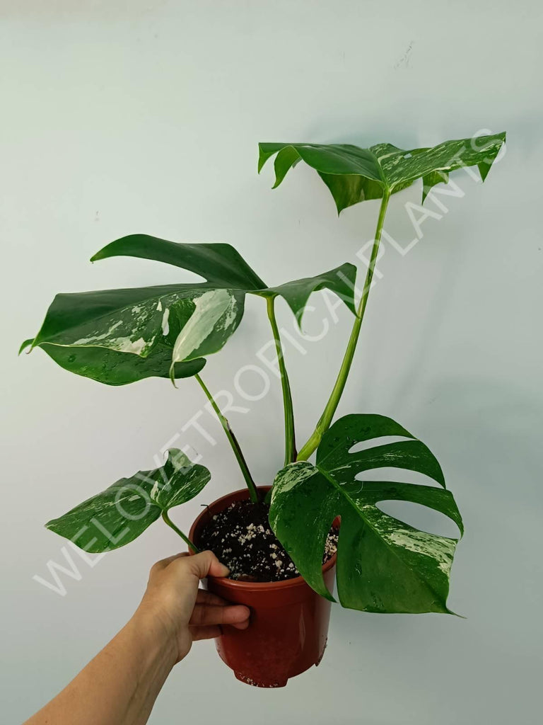 Monstera variegata albo