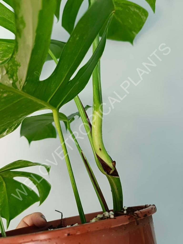 Monstera variegata albo