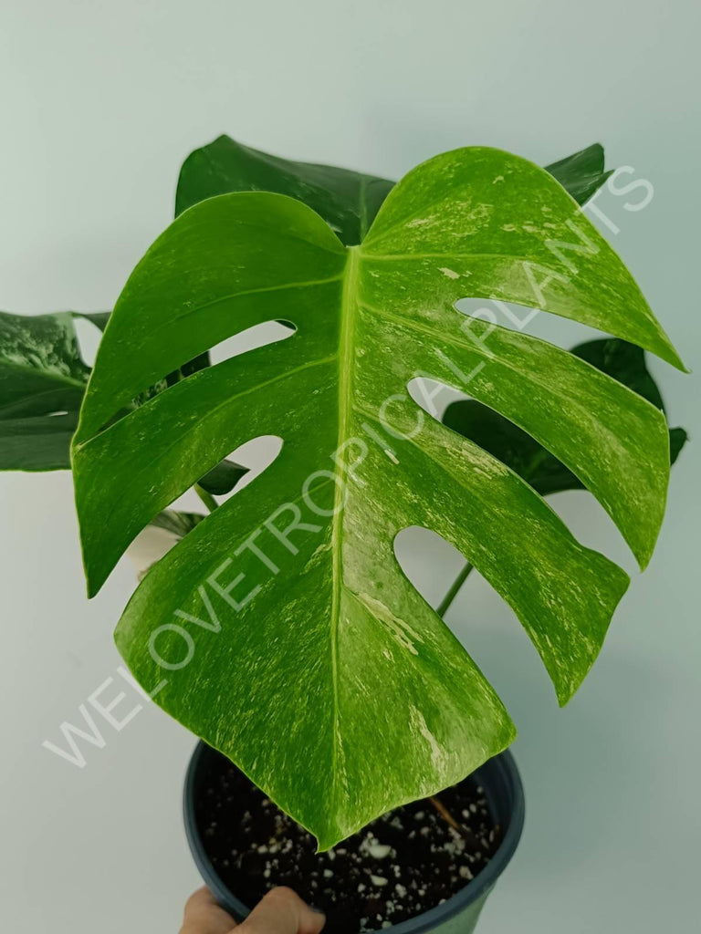 Monstera variegata albo