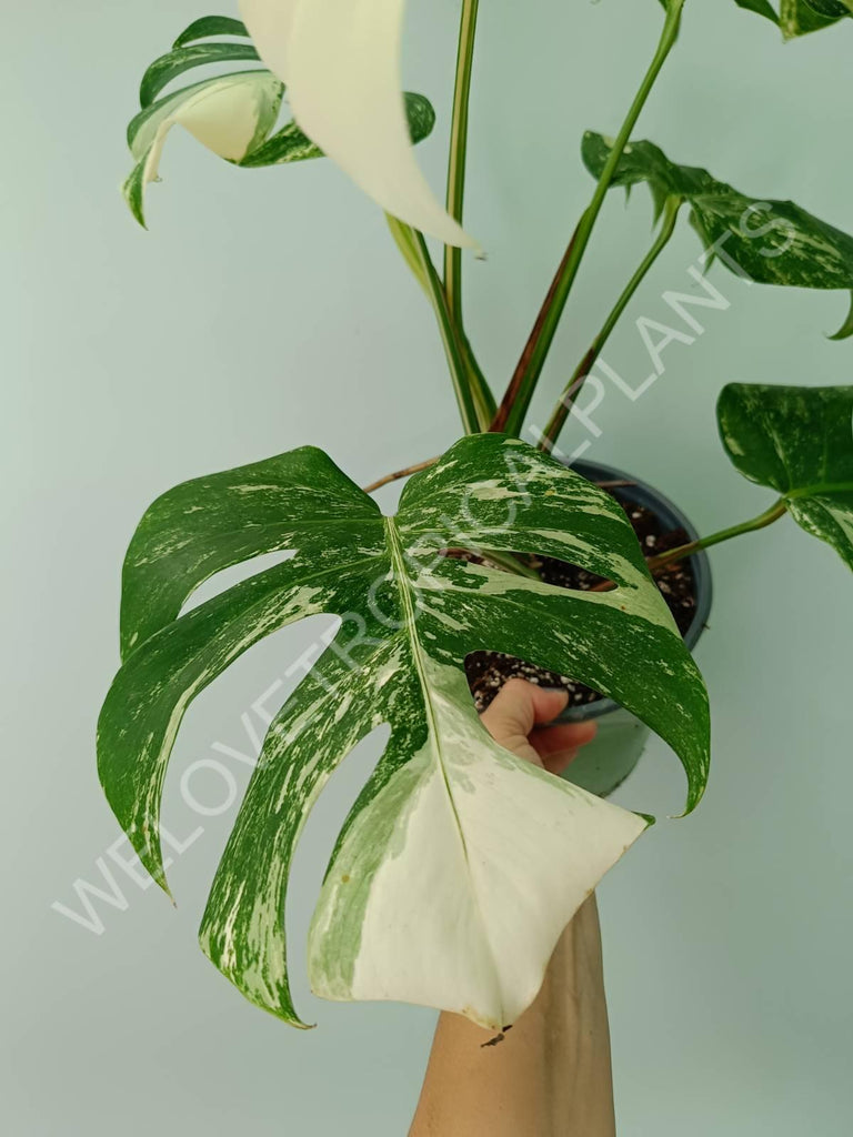 Monstera variegata albo