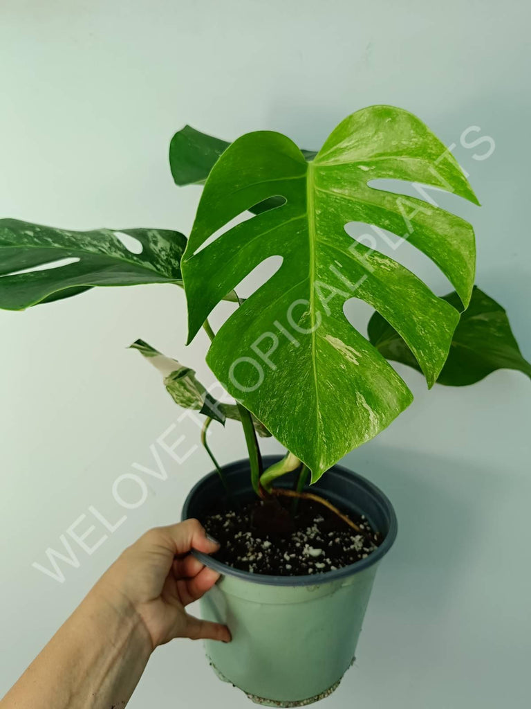 Monstera variegata albo