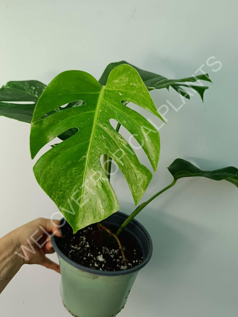 Monstera variegata albo