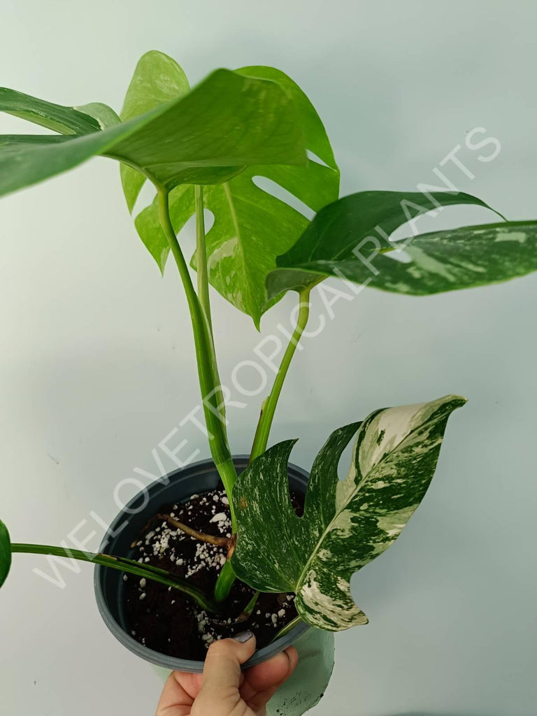 Monstera variegata albo