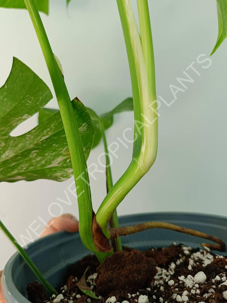 Monstera variegata albo