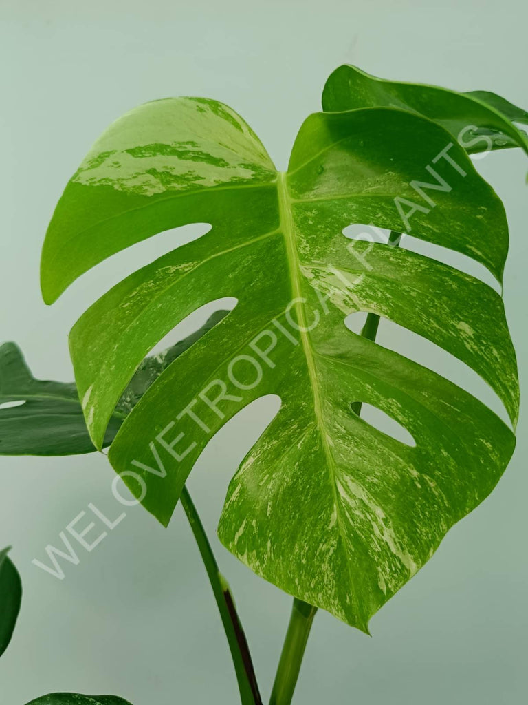 Monstera variegata albo