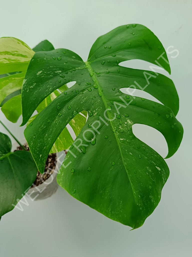 Monstera variegata albo