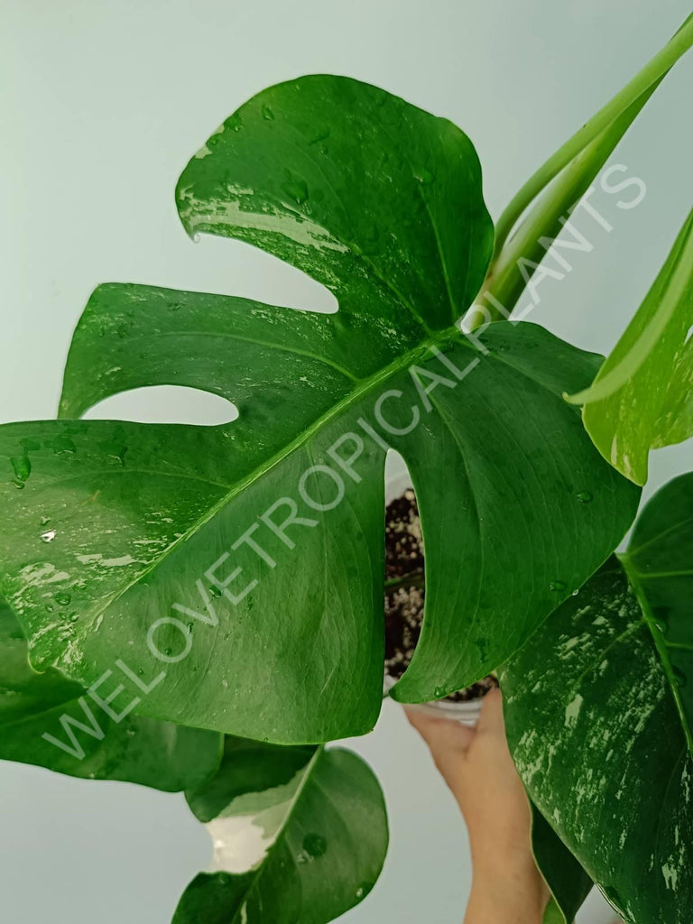 Monstera variegata albo