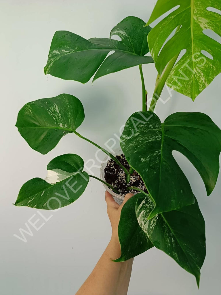 Monstera variegata albo