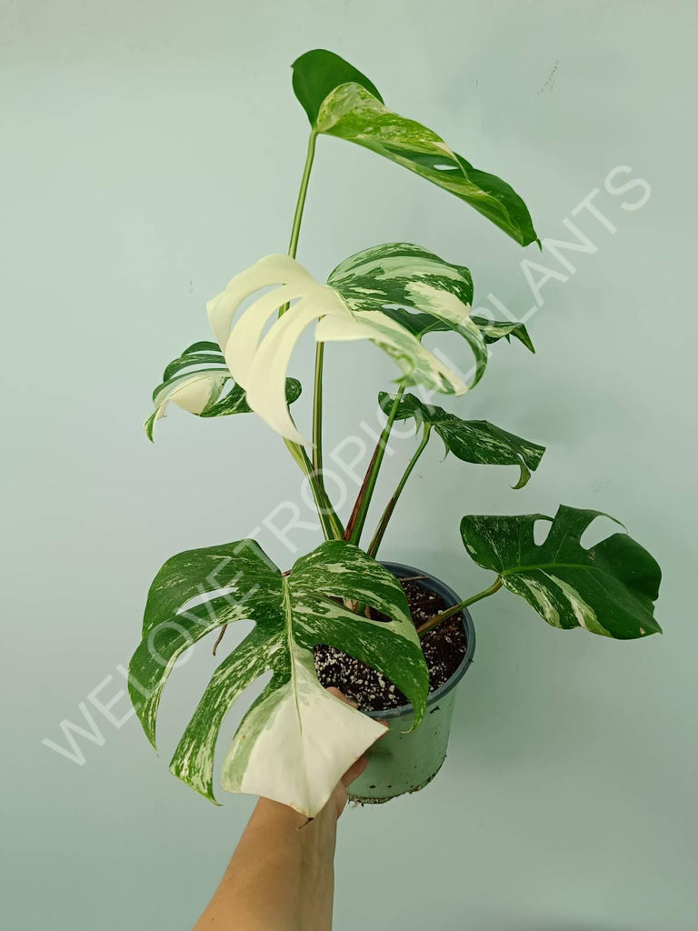 Monstera variegata albo