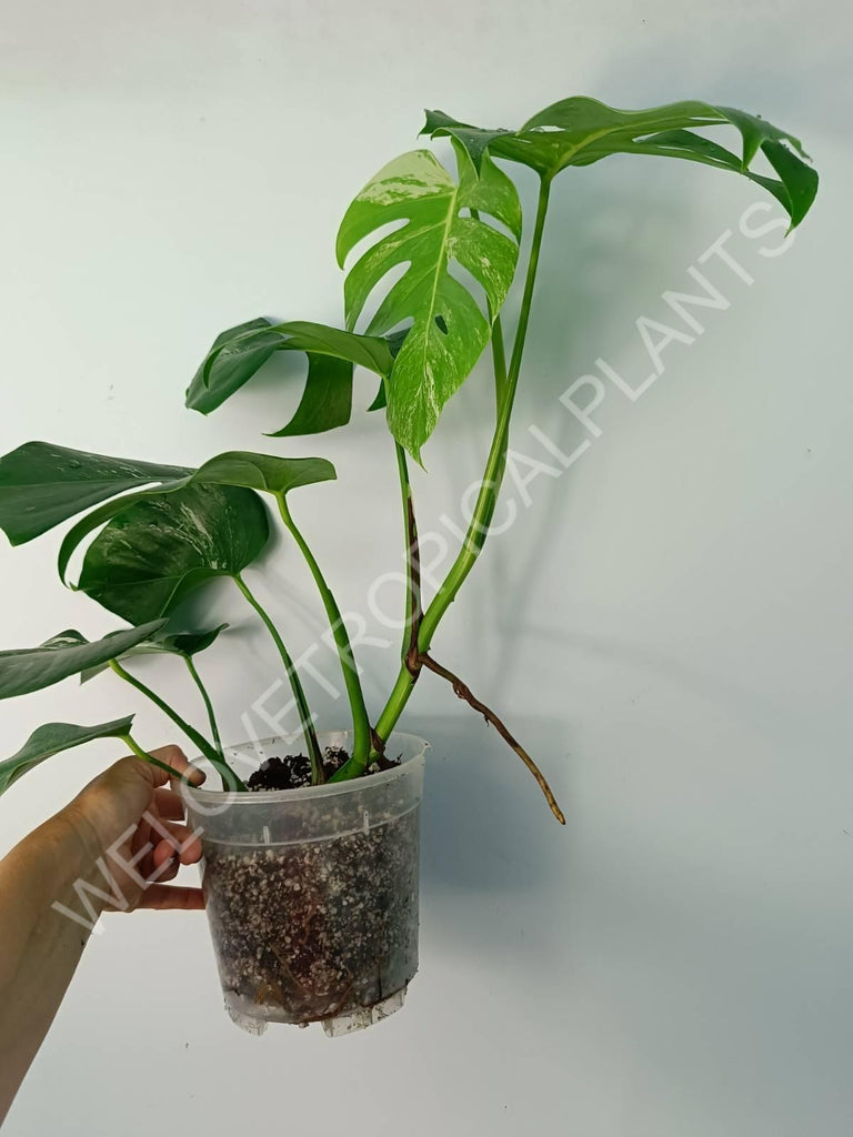 Monstera variegata albo