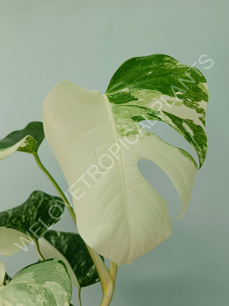 Monstera variegata albo