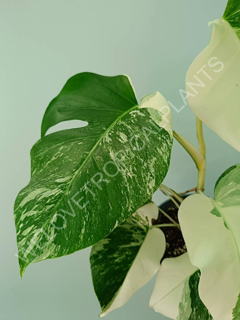 Monstera variegata albo