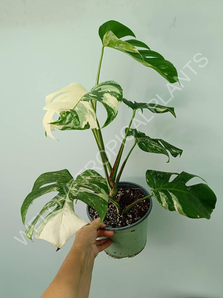 Monstera variegata albo