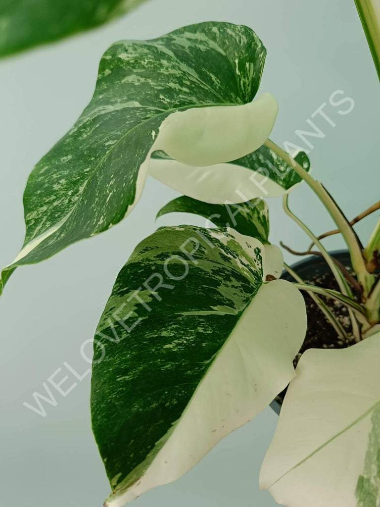 Monstera variegata albo